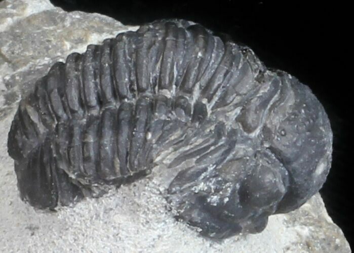 Bargain, Gerastos Trilobite Fossil - Morocco #57625